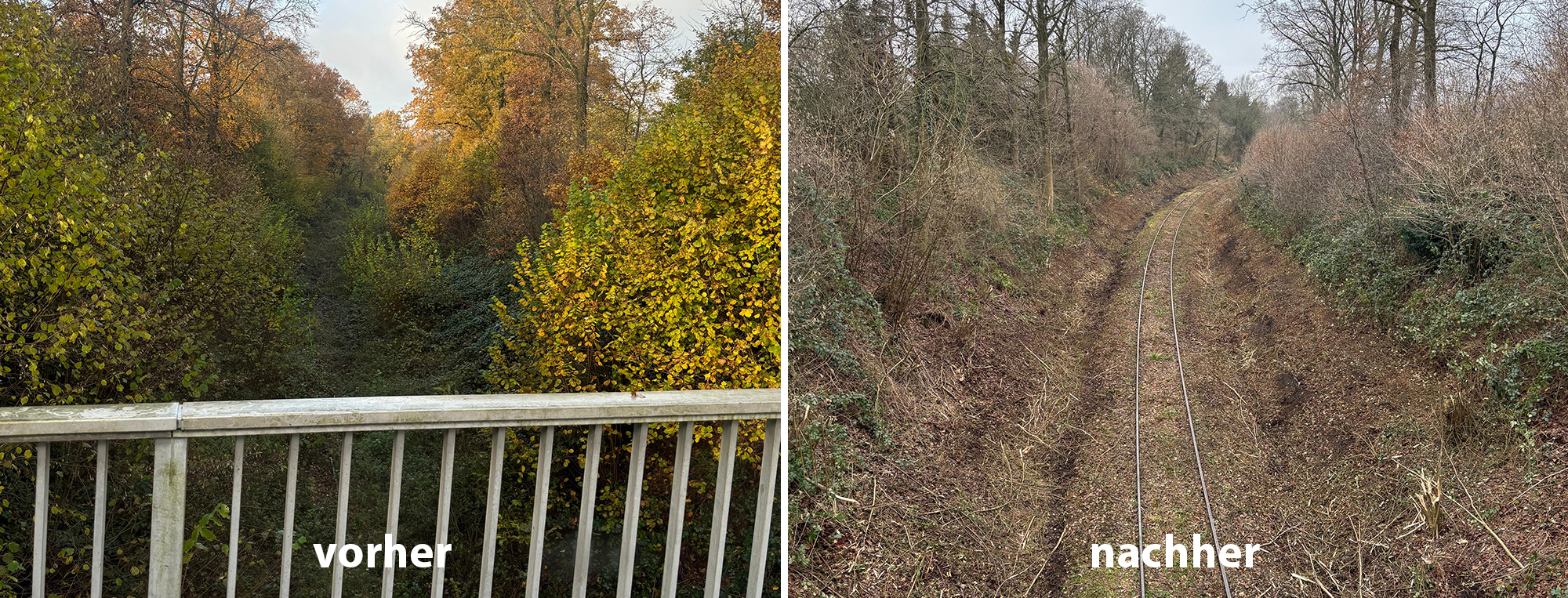 vegetationsrückschnitt vorher nachher