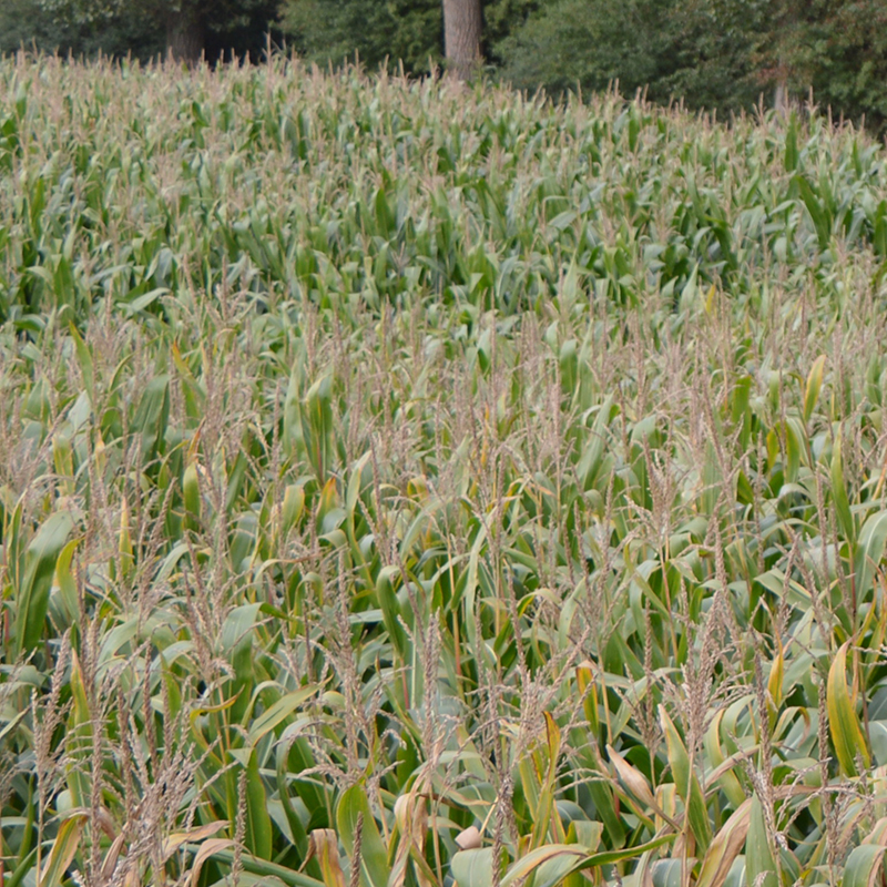 Handel Lohnunternehmen Agrar Service Strauch GmbH